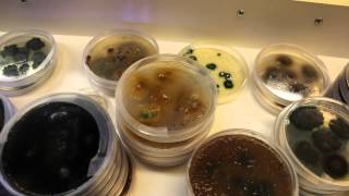 Fun Dye With Fungi