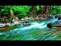 Crystal Clear Stream 🌊 Peaceful Water Sounds for Better Sleep