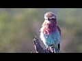 Djuma: Lilac-breasted Roller in the morning sun - 07:45 - 05/03/21