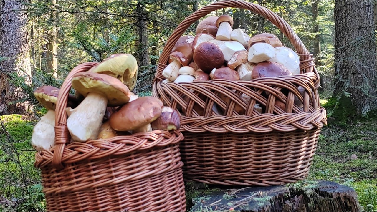 Kosze pękają w szwach.  Październikowe grzybobranie