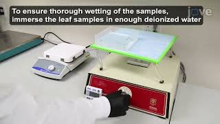 Two Methods For Decellularization: Plant Tissues-Tissue Engineering Applications l Protocol Preview