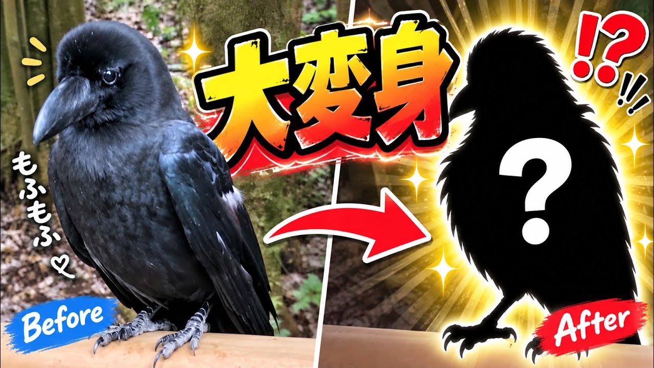 ④カラス カラスの換毛期、姿が変わりすぎて別の子かと思った🐦‍⬛💦 - YouTube