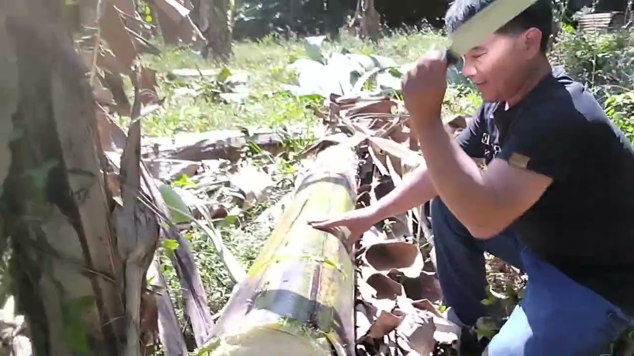 Nagharvest kme ng saging na wala bunga
