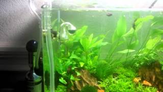 Scaper's tank dennerle aquascaping dosator