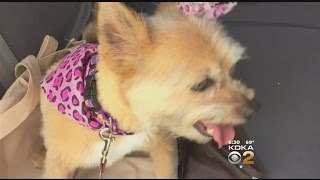Residents Worried After Coyote Attacks, Kills Dog In Penn Hills(, 2016-05-19T23:38:47.000Z)