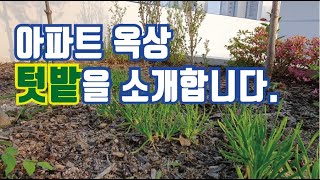 [도시를 탈출한 남자들]아파트 옥상 텃밭을 소개합니다.