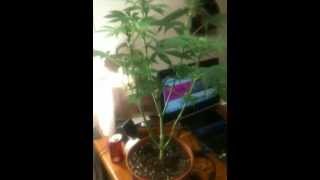 Vortex and Northern Lights/Titanium Grow day 23 flower