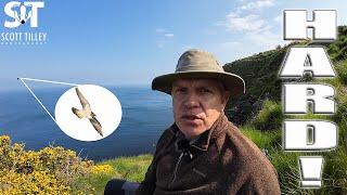 Capturing Peregrine Falcons on the Edge