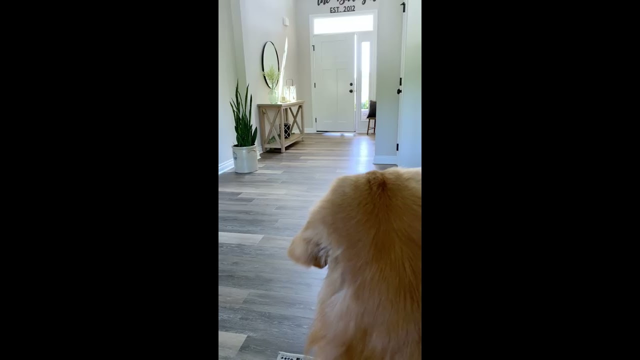 My Dog Meets His Son