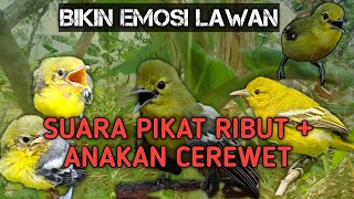 PIKAT SIRTU/CIPOH RIBUT SUSAH TURUN   SUARA ANAKAN MANGGIL INDUK, BIKIN EMOSI SIRTU LAIN😱