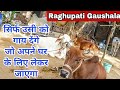 महेंद्रगढ़ जिले की खूबसूरत गौशाला - हर नस्ल की दूध वाली गाय जायज रेट में उपलब्ध - Raghupati Gaushala