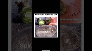 I Dont Read The Bible But Thats One Fat Cat