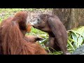 イチャイチャするオランウータン/ Orangutans are lovey-dovey