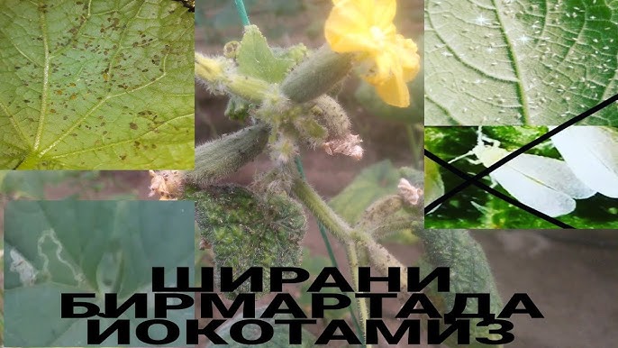 Jinsiy eshak videolari (faqat ayollar)