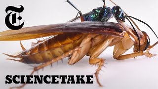The Cockroach Karate Kick | ScienceTake