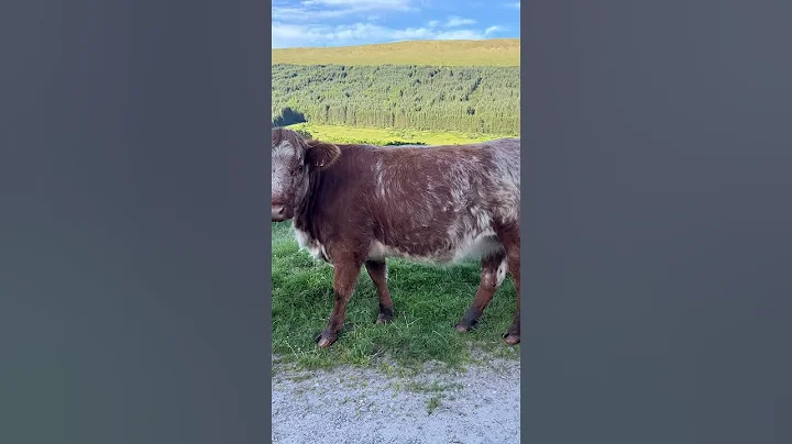 West Highland Way. #Scotland #Trail  #new #newlife #peace