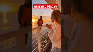 Amazing Macaw Dance at Sunset! 😊 USA 2025 #Shorts" #dance