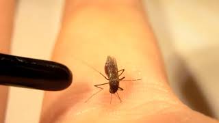 Mosquito won't let go by Perran Ross 5,397 views 2 years ago 21 seconds