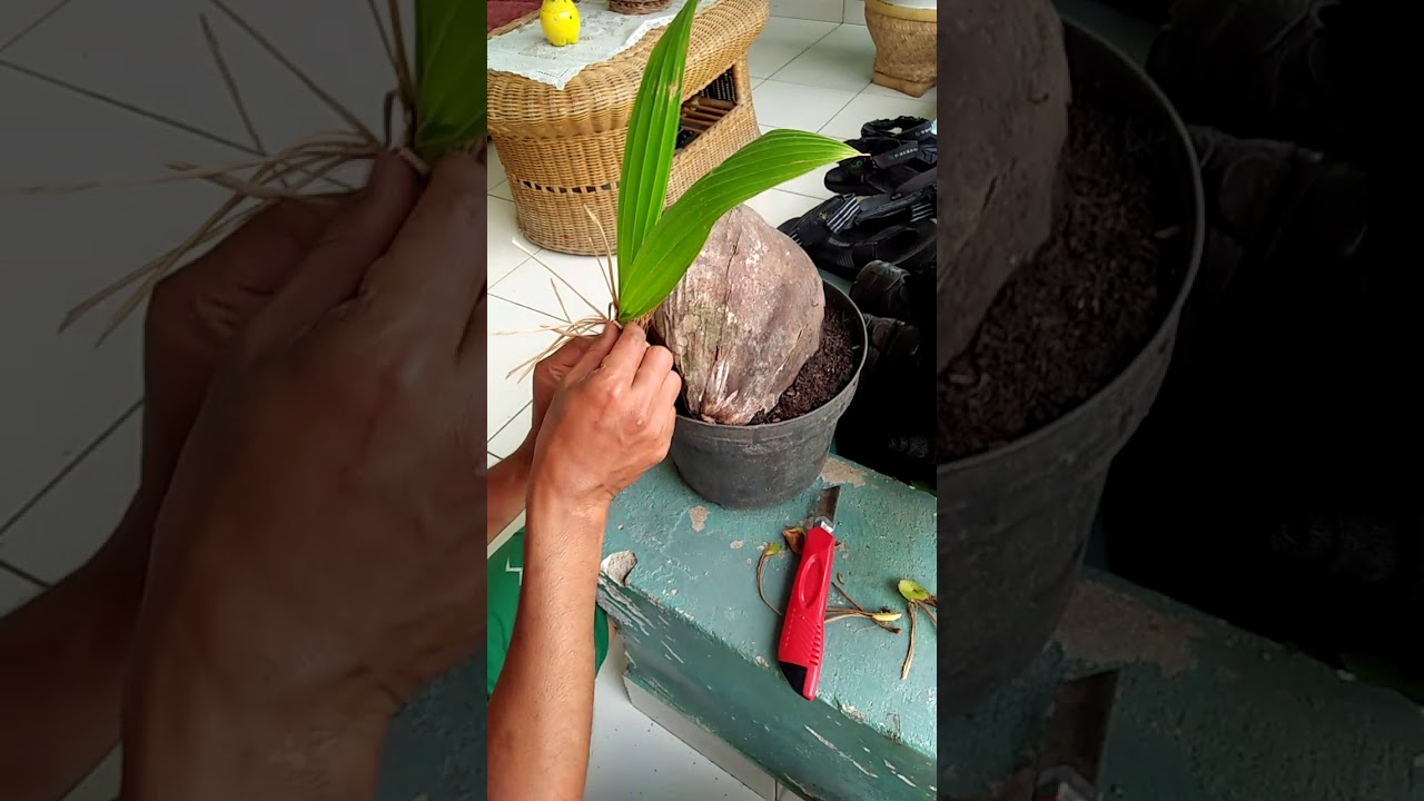  Cara membonsai kelapa  YouTube