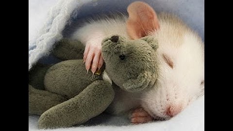 2015 Personality Lecture 17: Agreeableness - Aggression & Empathy