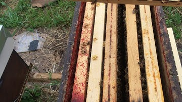 Cell builder finishers.