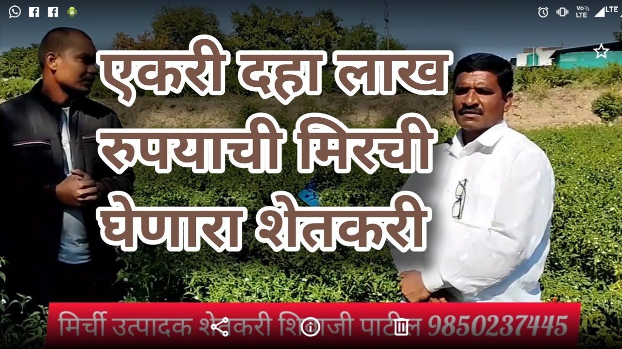 एकरी दहा लाख रुपयांची मिरची काढणार शेतकरी । @Great.SHETKARI मिरची लागवड माहिती