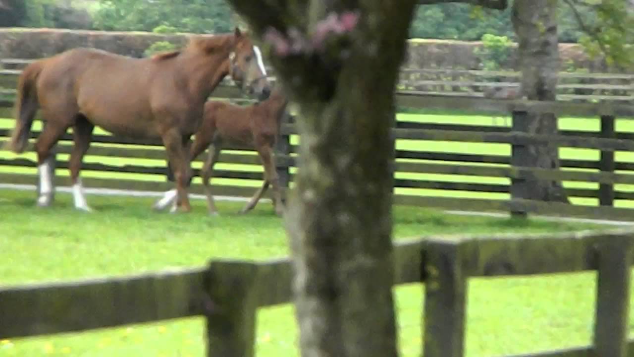 The Horse Whisperer YouTube