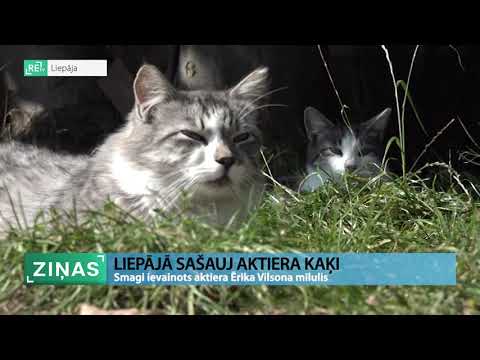 Video: Vemšana, Hroniski Cēloņi - Kaķi