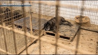 19 Dogs rescued from filthy Massachusetts kennel
