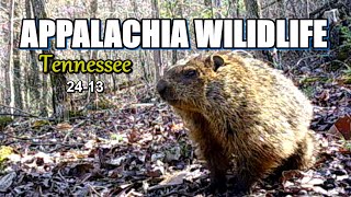 Appalachia Wildlife Video 24-13 of As The Ridge Turns in the Foothills of the Smoky Mountains by DONNIE LAWS 7,823 views 1 month ago 12 minutes, 40 seconds