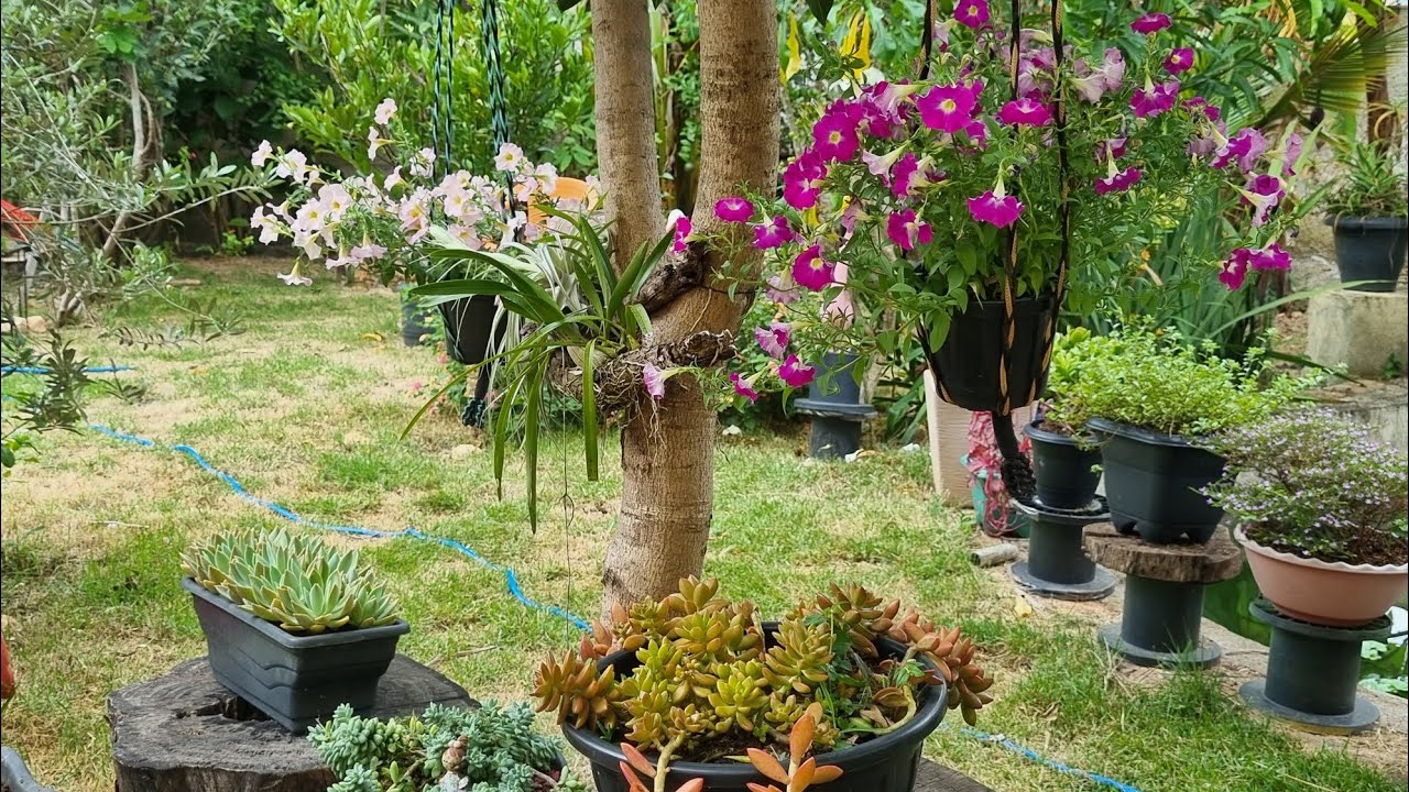 Transformando meu jardim limpando e replantando _ jardim plantas e flores