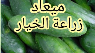 مواعيد زراعة الخيار