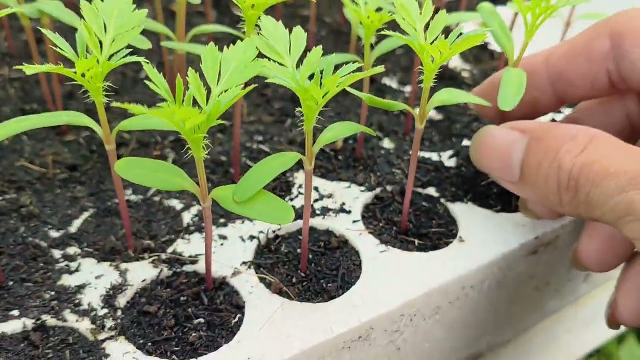 Cách trồng vạn thọ Tết 2026 phần 2 - Cây giống chuẩn bị ra chậu