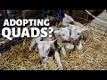 Another set of quads, another ewe goes down & how I record lambs (DAY 11):  Vlog 273