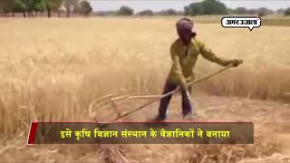 Good news for farmers, this variety of wheat will give bumper yield without water