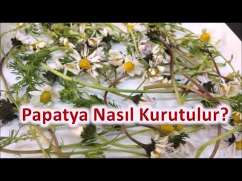 Video: Papatya Nasıl Toplanır Ve Kurutulur