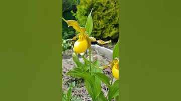 Венерин башмачок Пубесценс. Циприпедиум / Башмачок пушистый Cypripedium pubescens