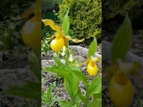 Венерин башмачок Пубесценс. Циприпедиум / Башмачок пушистый Cypripedium pubescens