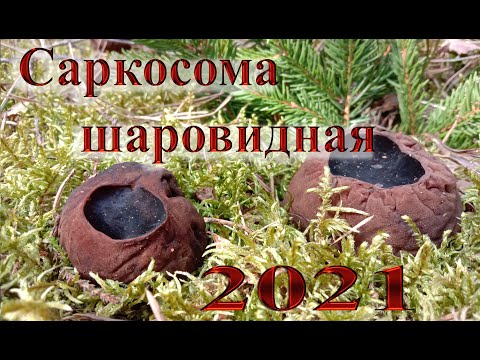 Очень редкий гриб найден в Беларуси. Саркосома шаровидная, молодильные яблоки, земляное масло.
