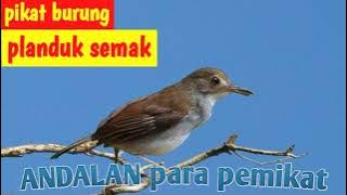 Suara pikat burung pelanduk semak‼️cincoho
