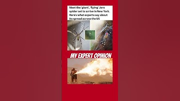 Trust me, I’m an expert at killing bugs - Helldivers 2