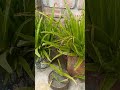 অ্যালোভেরা, #অ্যালোভেরা #bangladesh #aloevera #satkhira
