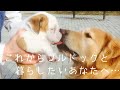 【Bull dog】　なぜ　まめがうちの子になったのか…お話します。