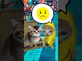 The Story of Banana Cat😹🍌#1｜Abandoned Cat🗑️