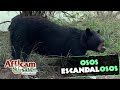 ¡Qué oso! 😱🐻 | Los osos escandalosos de Africam Safari