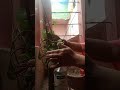 #moneyplant  ka dekh rekh kaise kre#youtube shorts