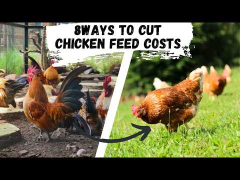 How to feed chickens with less or no grain - YouTube