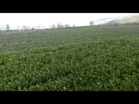 ბაქსის პირველი გასვლა