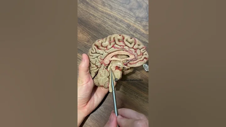 Cerebrospinal Fluid - DayDayNews