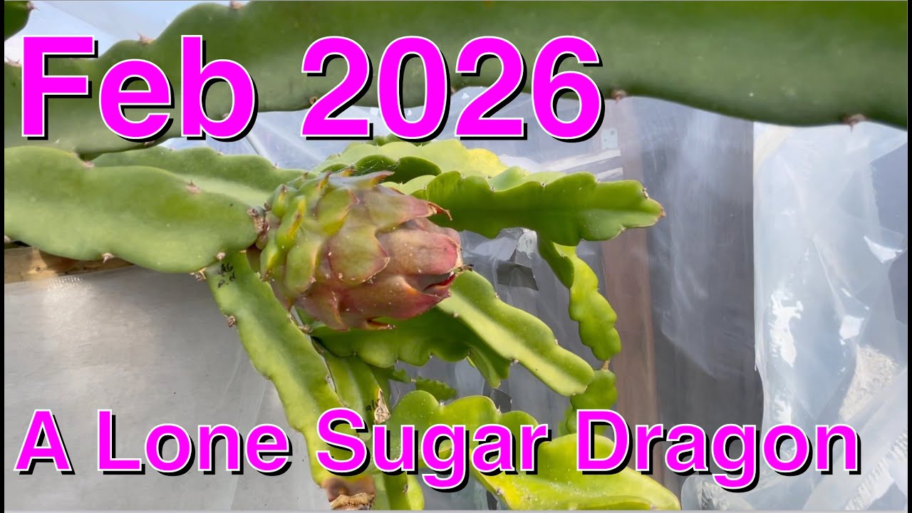 Драконы, начало февраля 2026 года — Как пережить зиму!